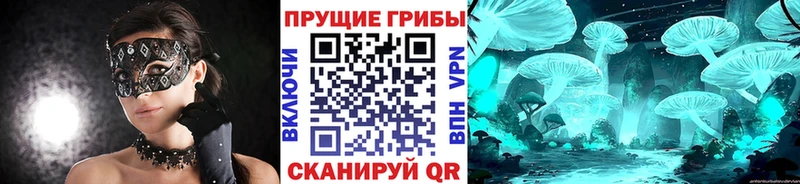 Псилоцибиновые грибы Psilocybe  Купить закладки  Серов 